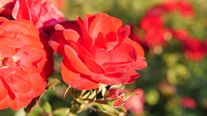 Red Rose Flower Bud Outdoor Stock Footage Video 100 Royalty