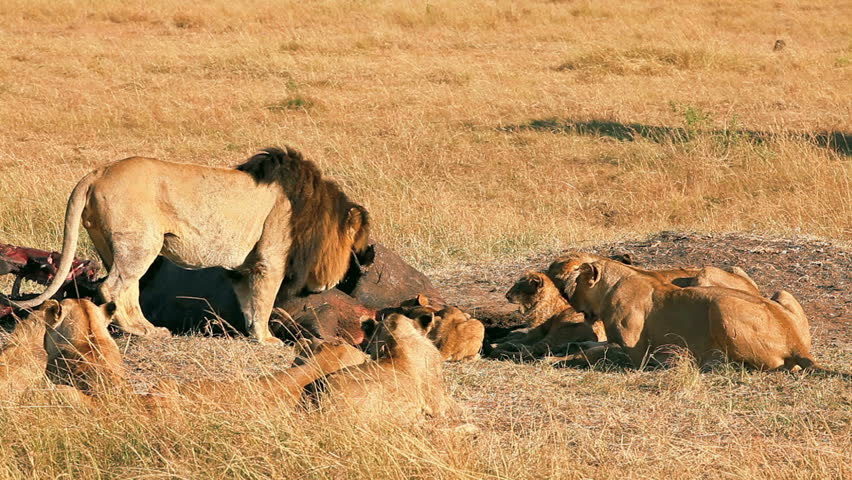 Pride Of Lions Eating A Pray In Masai Mara, Kenya Stock Footage Video ...