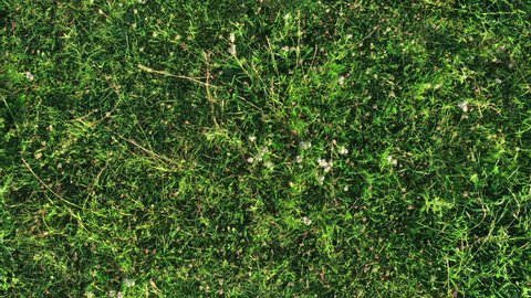 tall grass seamless texture overgrown grass fresh green grass shot from top view with wind flowing and long shadows casting grass texture stock video footage 4k hd clips shutterstock tall grass seamless texture overgrown grass fresh green grass shot from top view with wind flowing and long shadows casting grass texture stock video footage 4k hd clips shutterstock