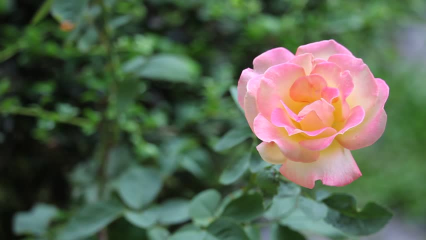 Yellow Mix Pink Rose Flower Stock Footage Video 100 Royalty Free Yellow Mix Pink Rose Flower
