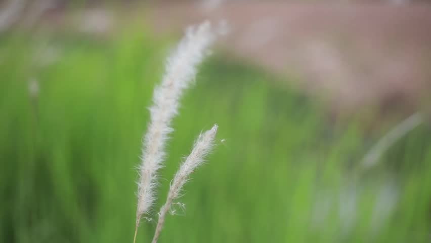 Header of Liliopsida