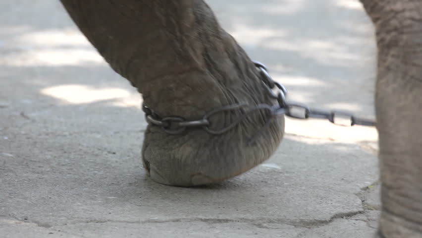 Chain.â Elephant Stock Footage Video (100% Royalty-free) 1147630 ...