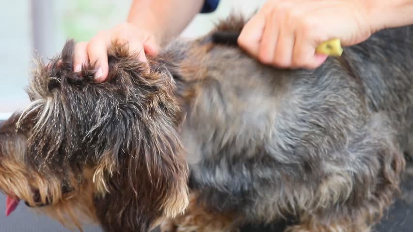 Groomer Woman Is Trimming The Spin And Neck Of The Dachshund