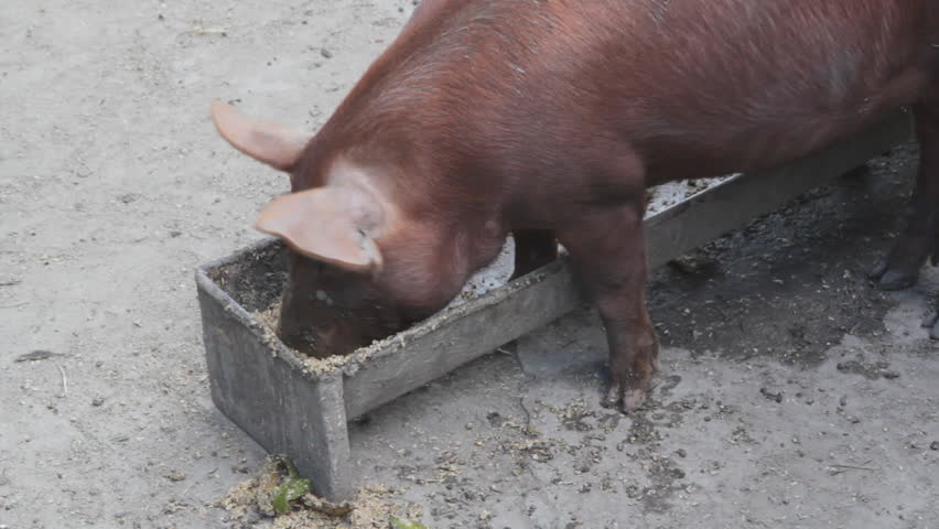 Pig Feeding At Trough A Stock Footage Video 100 Royalty Free