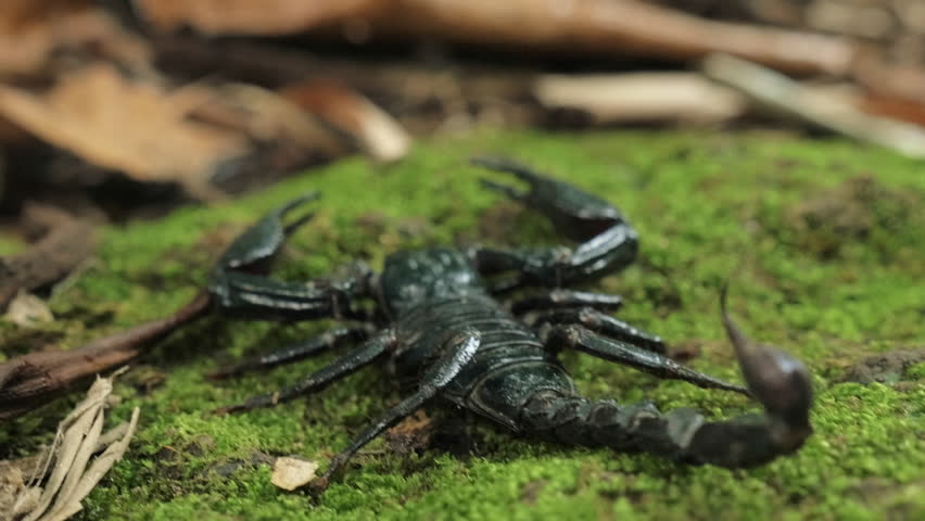 Animals Of Rainforest - Giant Forest Scorpion In Wild Environment Close ...