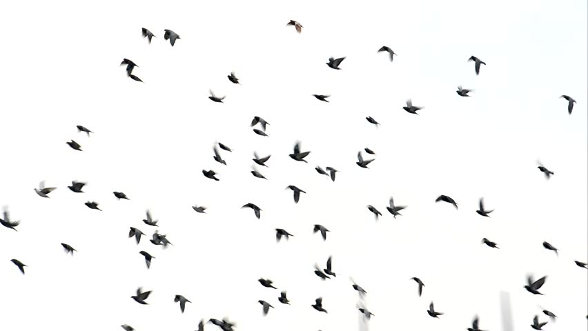 A Flock Of Crows (or 