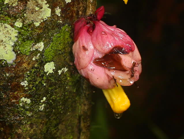 Header of Gesneriaceae