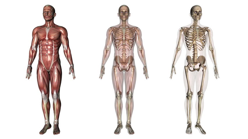 human body  