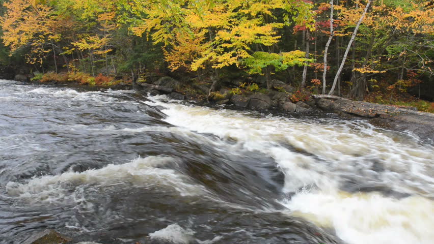Header of oxtongue