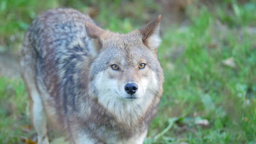 Two Coyotes in the forest image - Free stock photo - Public Domain ...