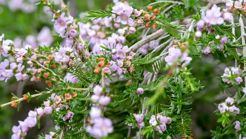 Header of Thryptomene stenophylla