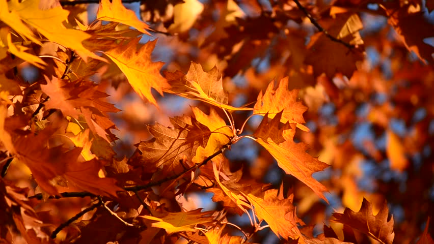 Autumn Yellow Leaves Of Tree. Yellow Alder Leaves Swaying In The Autumn ...