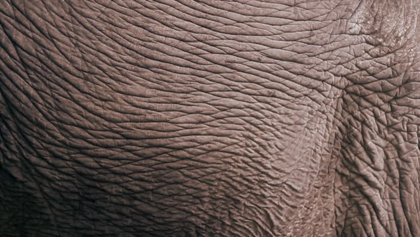 Header of elephant