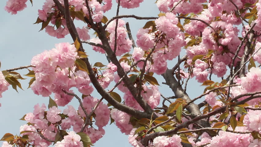 Puffy Pink Spring Flowers Hd Stock Footage Video 100 Royalty Free Puffy Pink Spring Flowers Hd