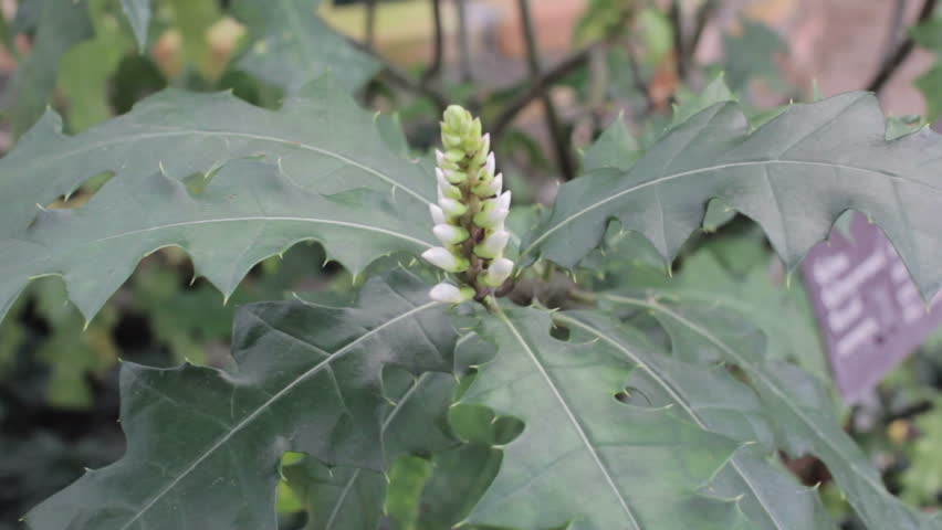 Header of Acanthus ebracteatus