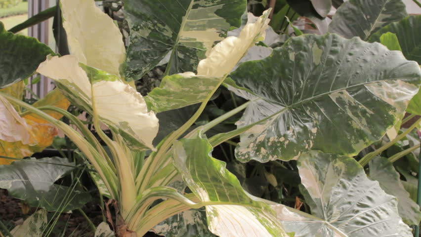 Header of Alocasia macrorrhizos