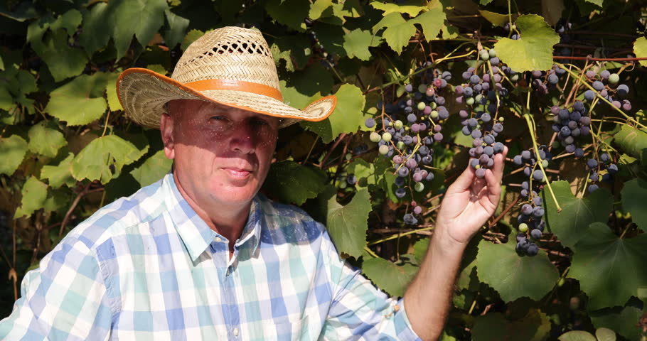 Header of viniculture