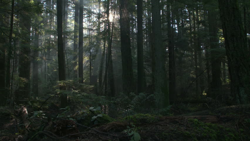 Deer Walking In The Night Forest. Stock Footage Video 23852548 ...