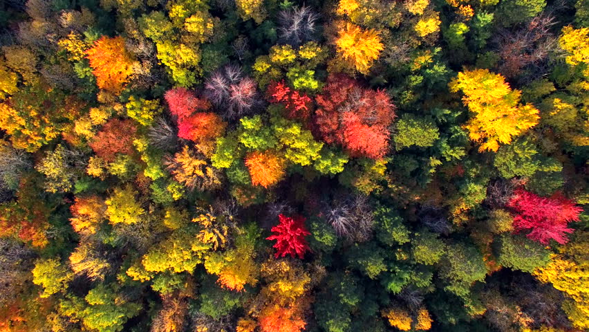 View of the trees and autumn forest in Wisconsin image - Free stock ...