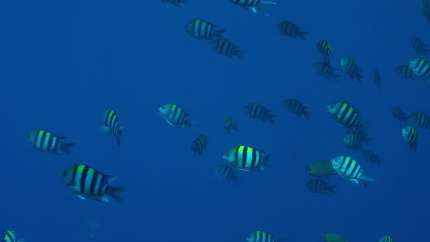 Header of Abudefduf Saxatilis