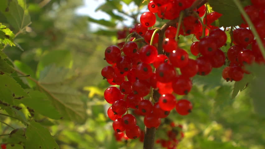 Header of redcurrant