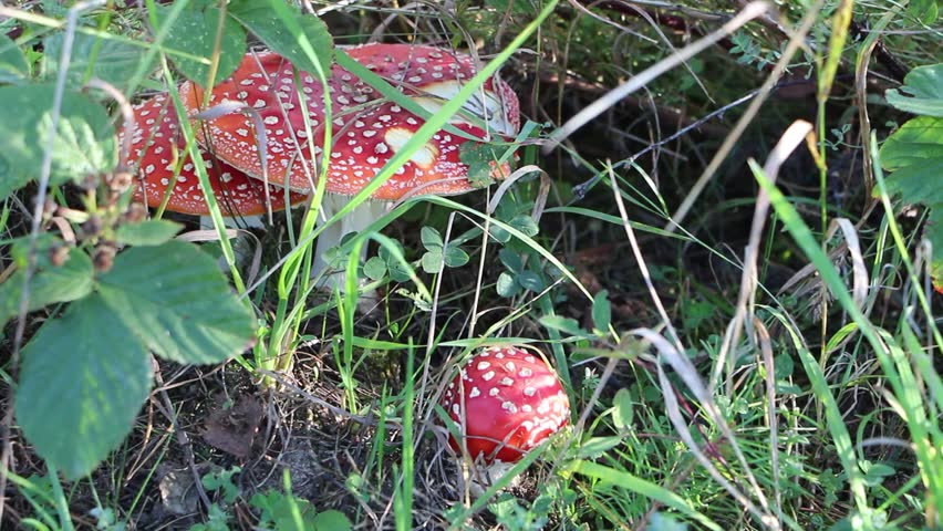 Header of Amanita Muscaria