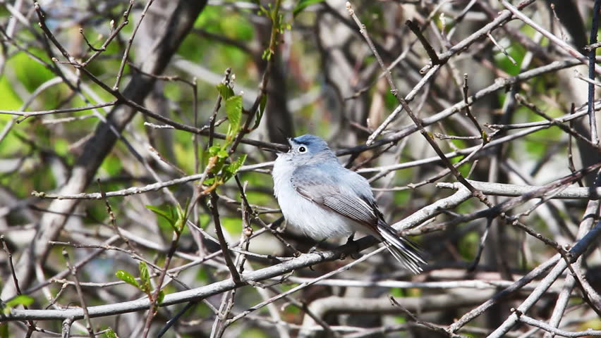 Header of gnatcatcher