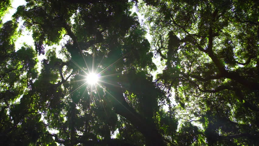 Beautiful Sunlight Flares In Tropical Rain Forest Jungle Canopy ...