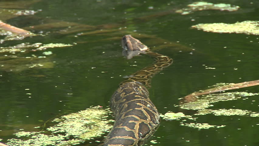 Burmese Python image - Free stock photo - Public Domain photo - CC0 Images