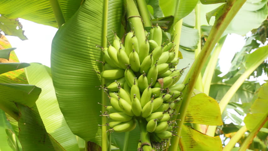 Banana Tree Plantation In Egypt - Pan View Stock Footage Video 8390989 ...