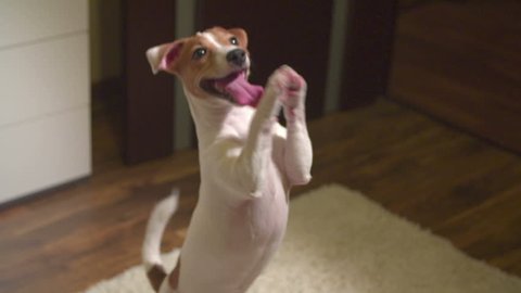cute puppy Jack Russell Terrier, very fun stands up on his hind legs and smiling, slow motion
