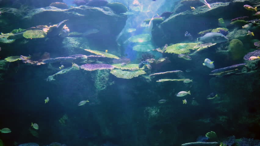 underwater world oceanarium