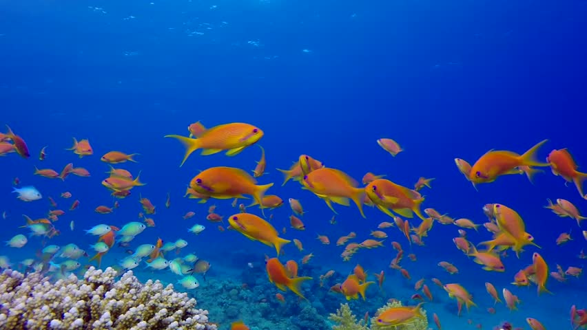 Stock Video Of Underwater Colorful Tropical Fishes And Beautiful ...