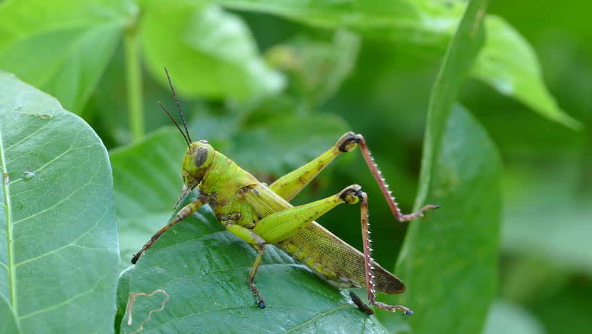 grasshopper drink