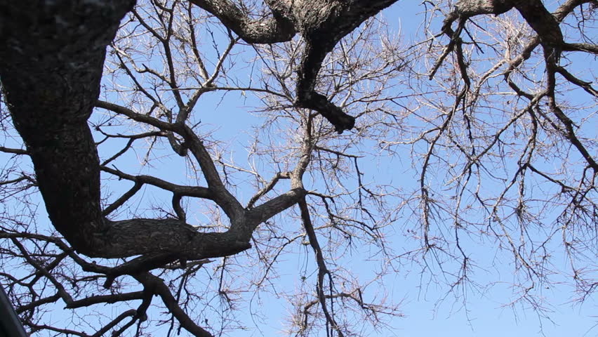 Header of Theodosia