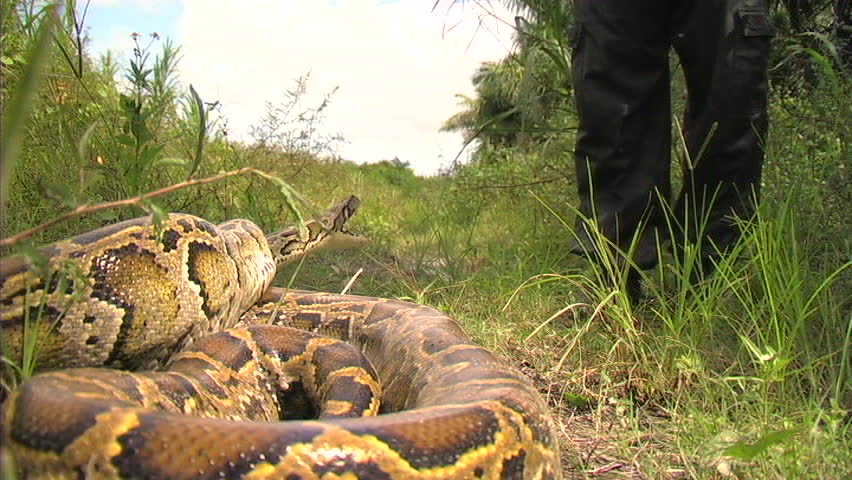 「Aggressive Python」の動画素材（完全ロイヤリティフリー）1482970 | Shutterstock