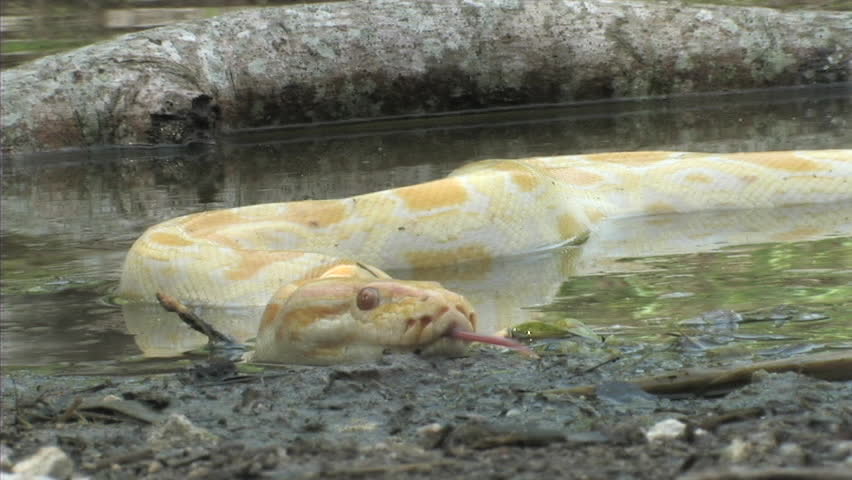 Albino Burmese Python slithering image - Free stock photo - Public ...