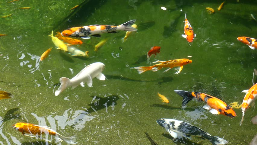 Japanese Koi Fish in the Stock Footage Video (100% Royalty-free