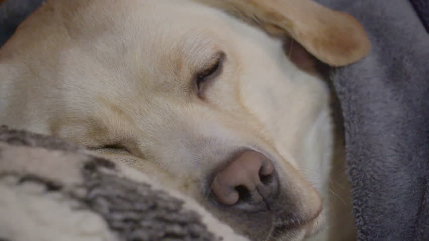 Sleeping Dog Opens His Eyes Stock Footage Video 100 Royalty