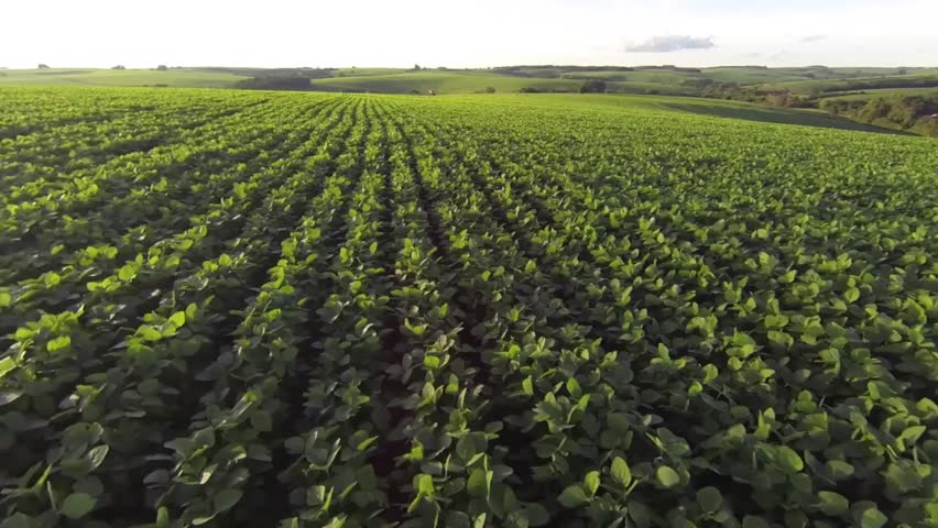 Header of soy