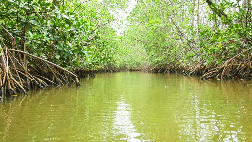 mangrove forest Mangrove forest, jakarta: see 87 reviews, articles, and 150 photos of mangrove forest, ranked no17 on tripadvisor among 46 attractions in jakarta. mangrove forest Mangrove forest, jakarta: see 87 reviews, articles, and 150 photos of mangrove forest, ranked no17 on tripadvisor among 46 attractions in jakarta.