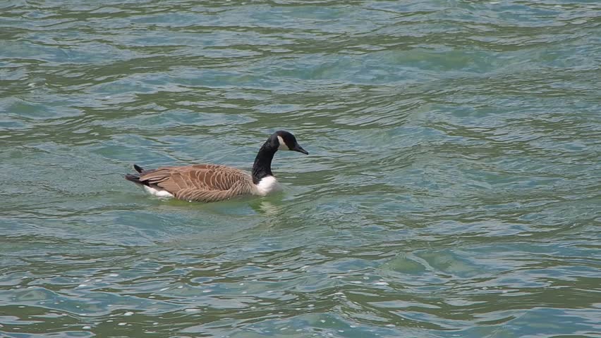 canada goose logo left or right canada goose logo left or right