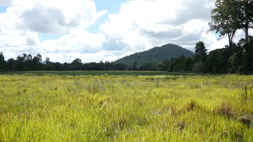 4k Rice Field in Cambodia Stock Footage Video (100% Royalty-free