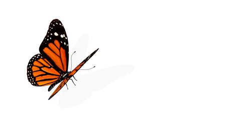 Butterfly Animation Stock Footage Video (100% Royalty-free) 159100 |  Shutterstock