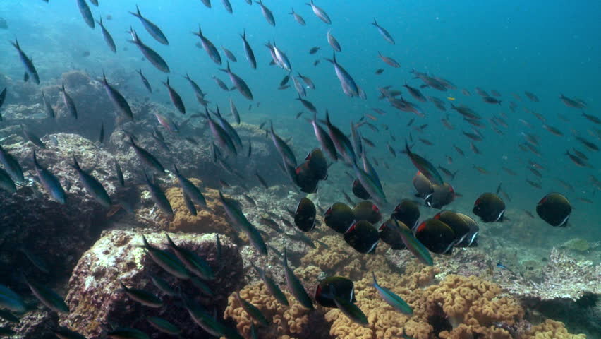 Stock Video Clip of Dramatic shot of a shoal of small | Shutterstock