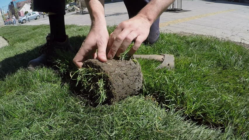 Посадка газона. Газон в рулонах. Семена для посева. Посев газона. Восстановление газона.