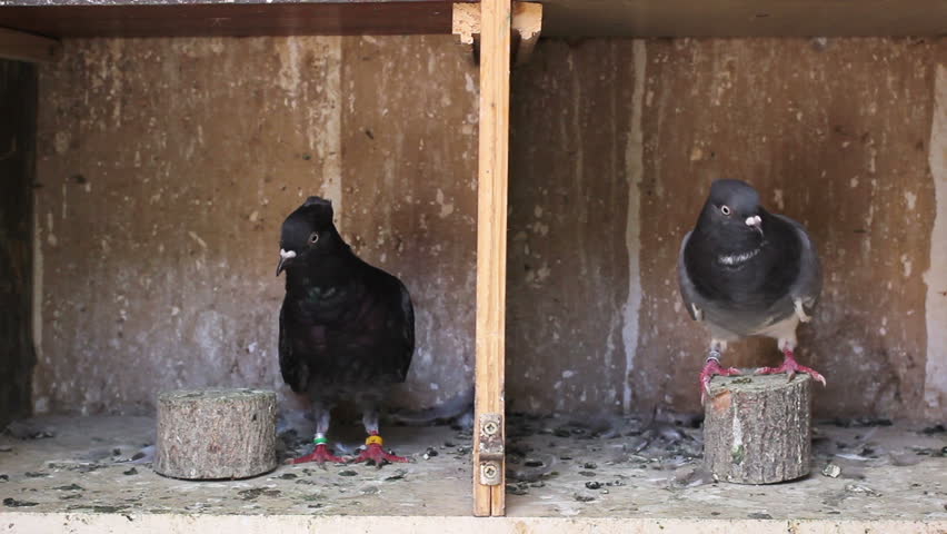 Pigeons In Nest Box Funny Stock Footage Video 100 Royalty Free 16142200 Shutterstock