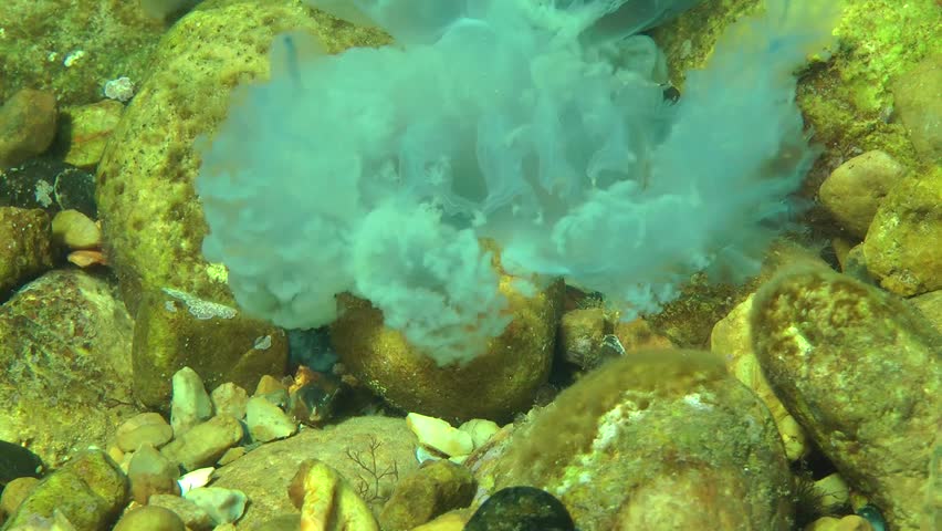 Header of tentacular
