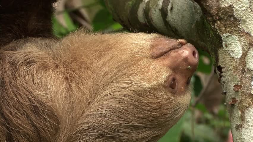 Header of sloth