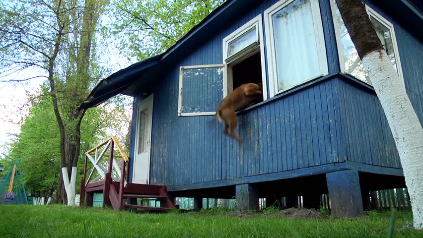 belgian shepherd malinois training dog jump over the barrier training belgian shepherds slow motion belgian shepherd malinois training dog jump over the barrier training belgian shepherds slow motion